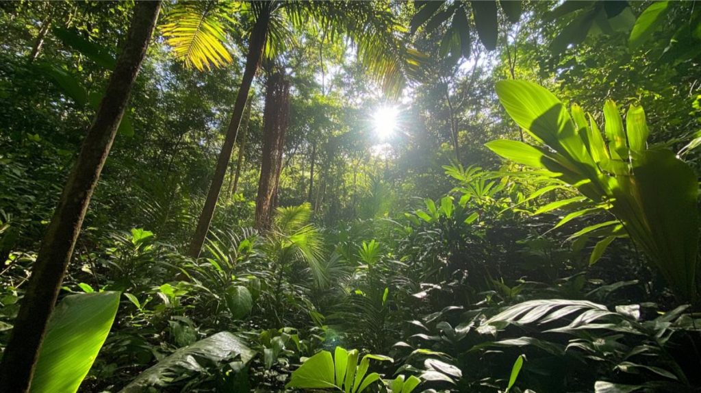 A dense jungle ecosystem