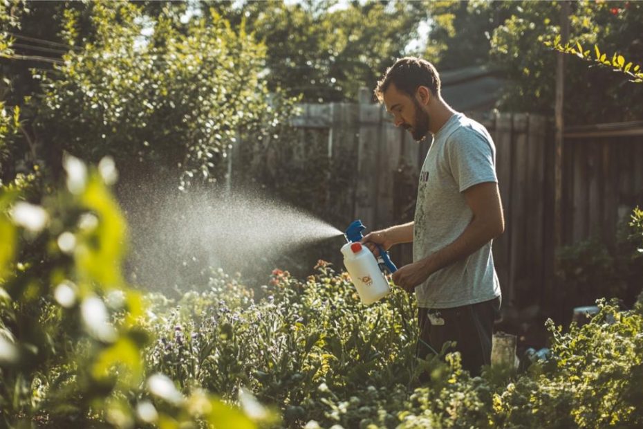 A man spraying pesticides on his backyard garden