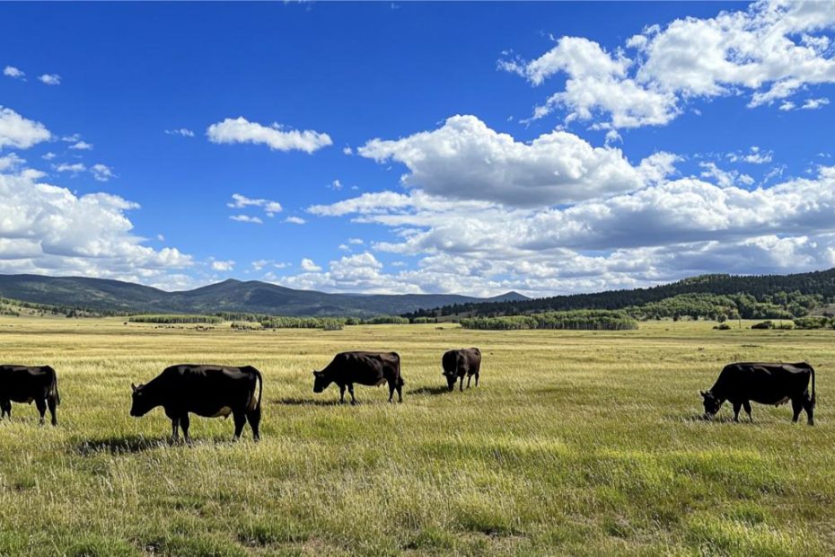 Cows grazing an open pasture