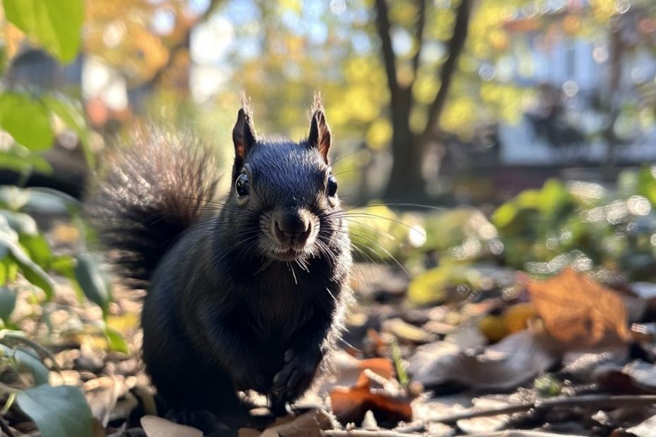 A black squirrel in the backyard