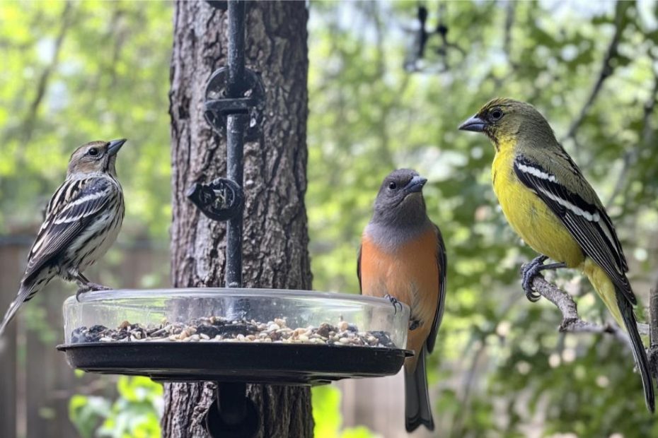 A few different bird species near a bird feeder in the backyard