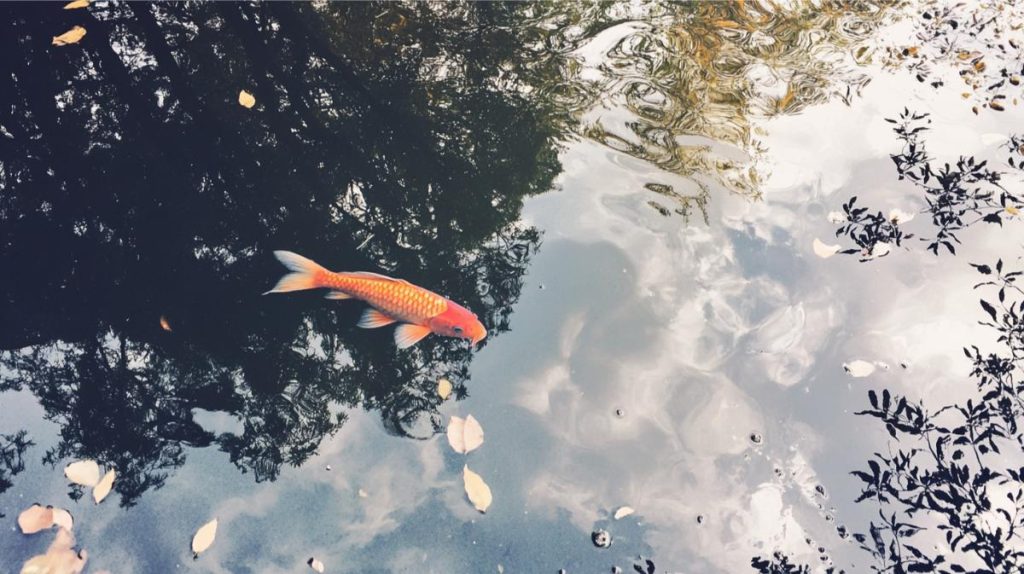 A fish swimming in polluted water