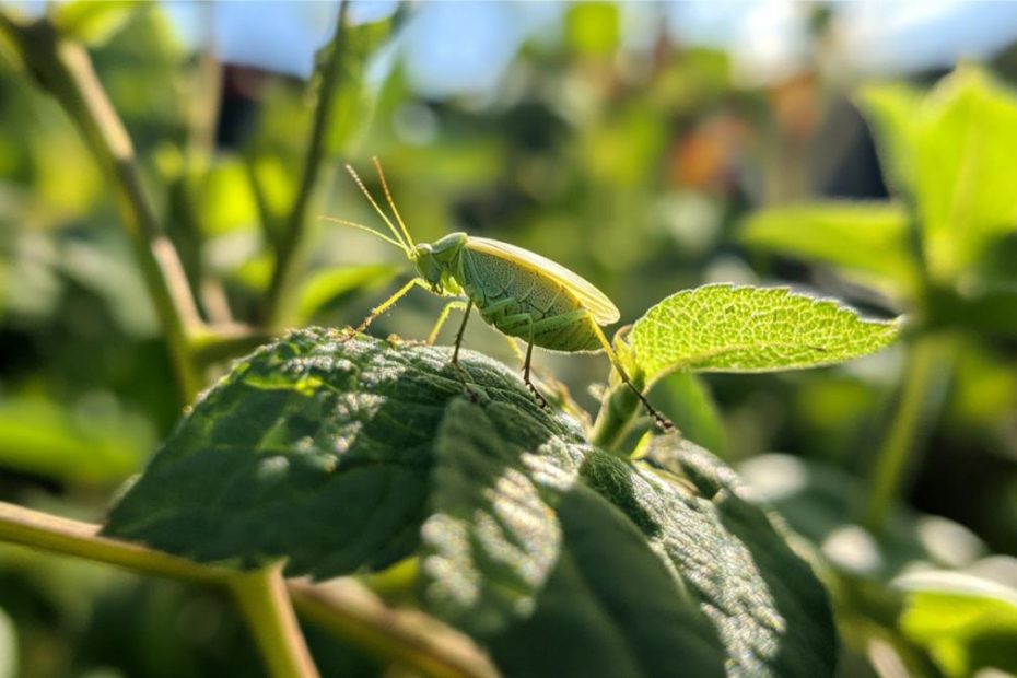 A grasshopper on a leaf