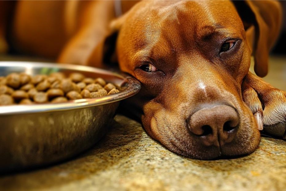 A sad dog laying next to a full bowl of dog food