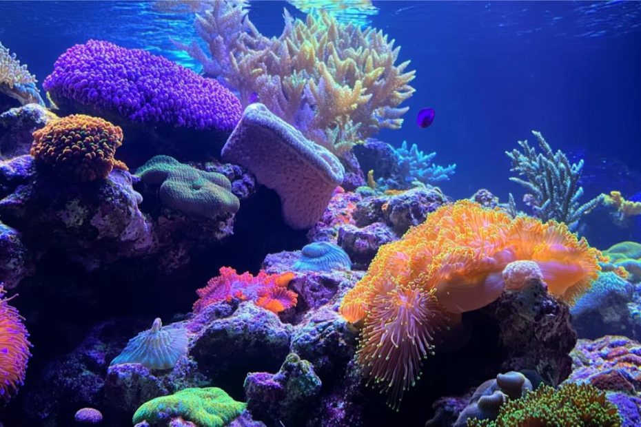 A vibrant coral reef