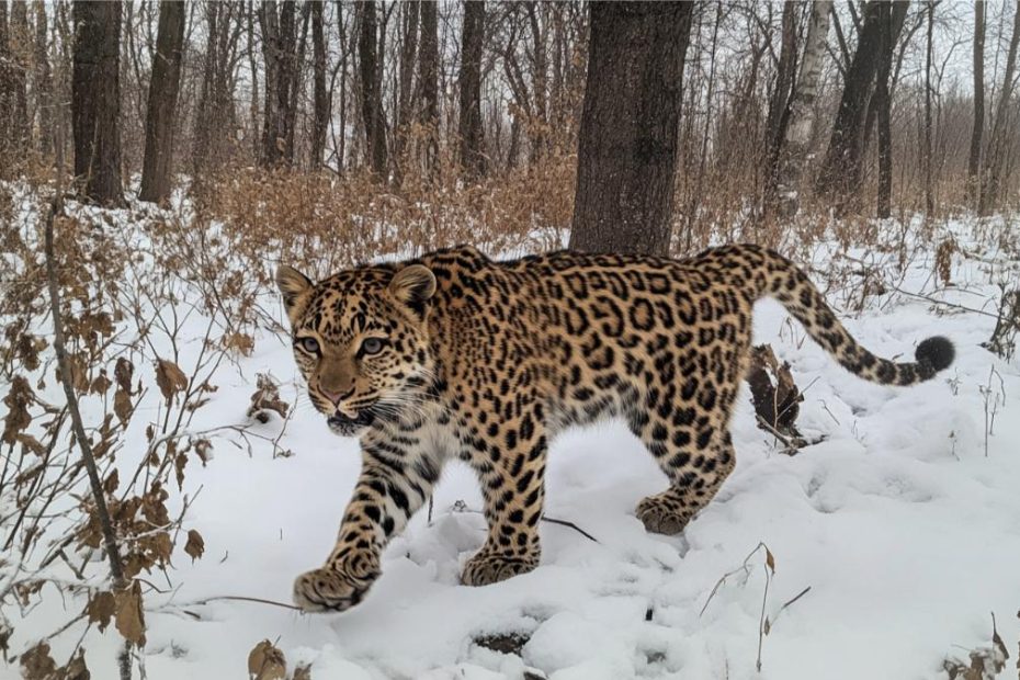 An amur leopard in the wild