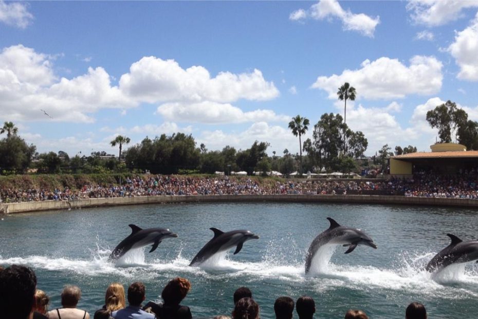 Dolphins performing at a show