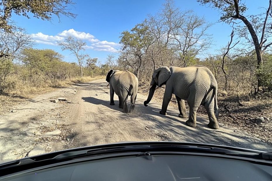 Two elephants walking along a road