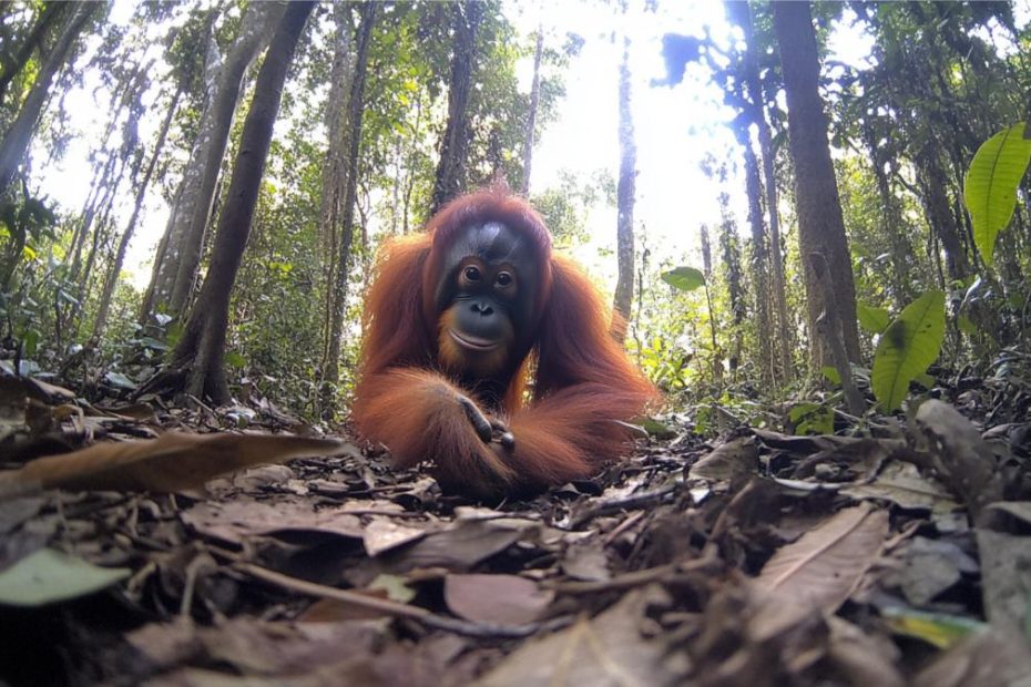 A Tapanuli orangutan in the forest